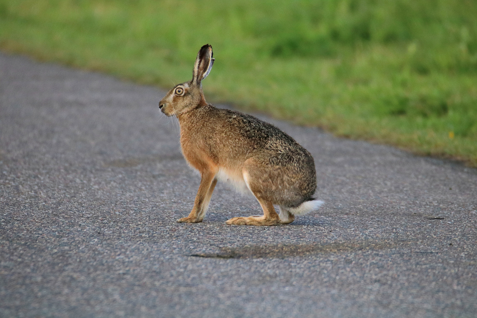 Hasen auf Straßen,