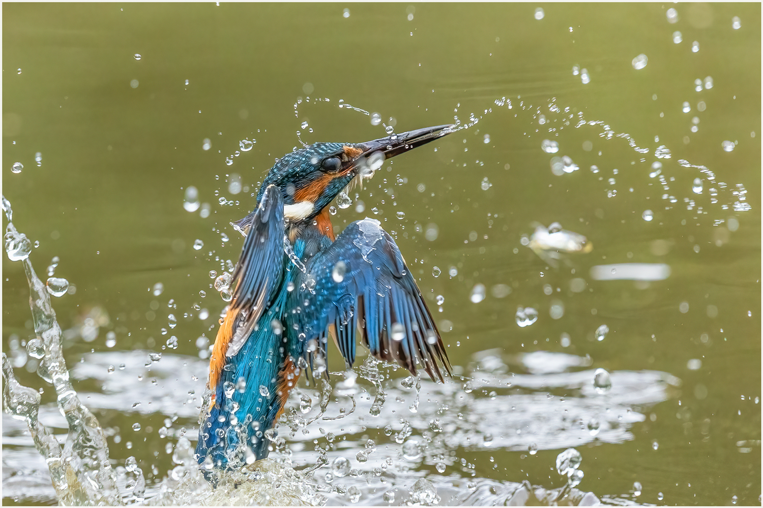 Eisvogel