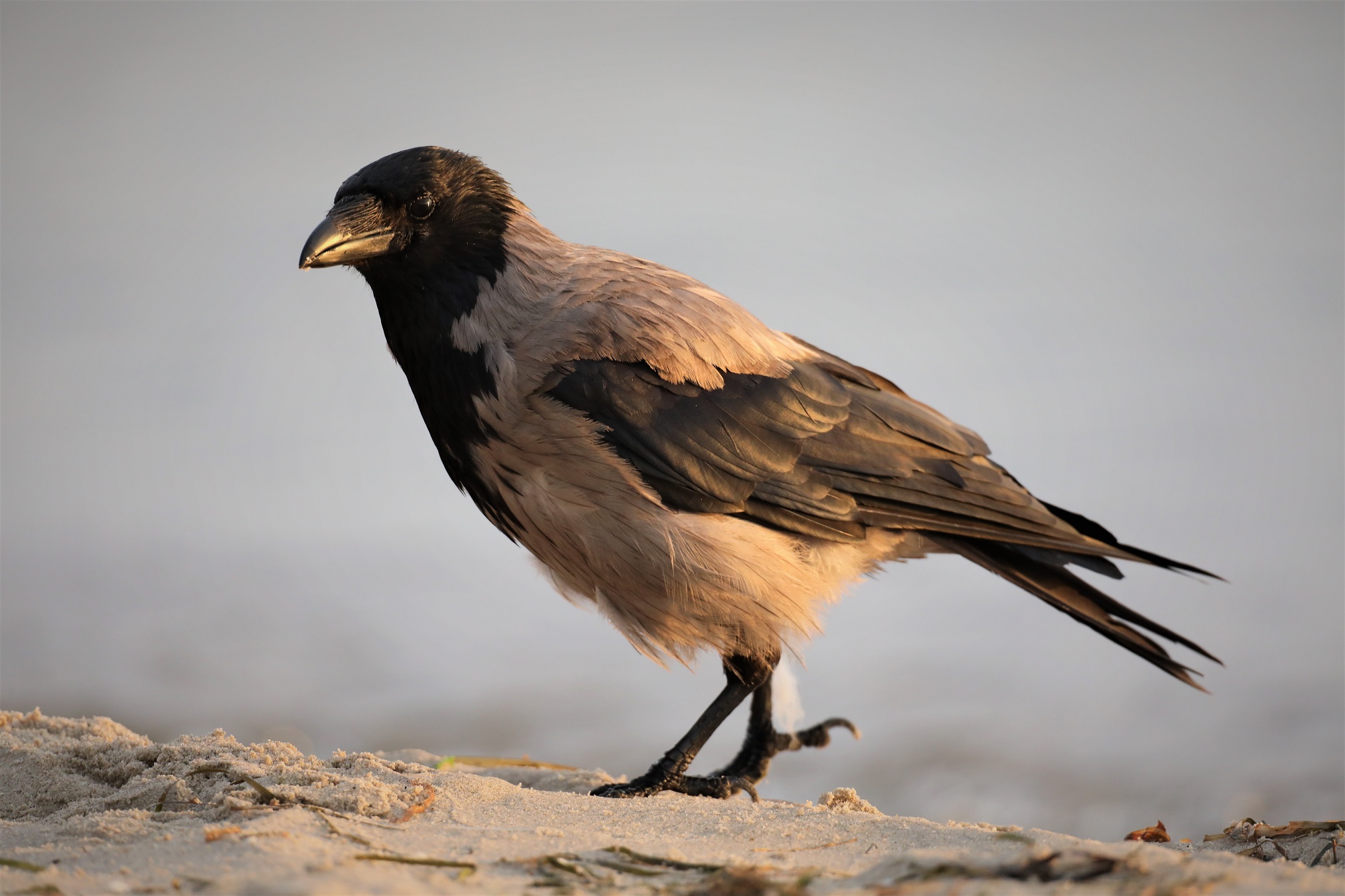 Nebelkrähe (Corvus cornix)