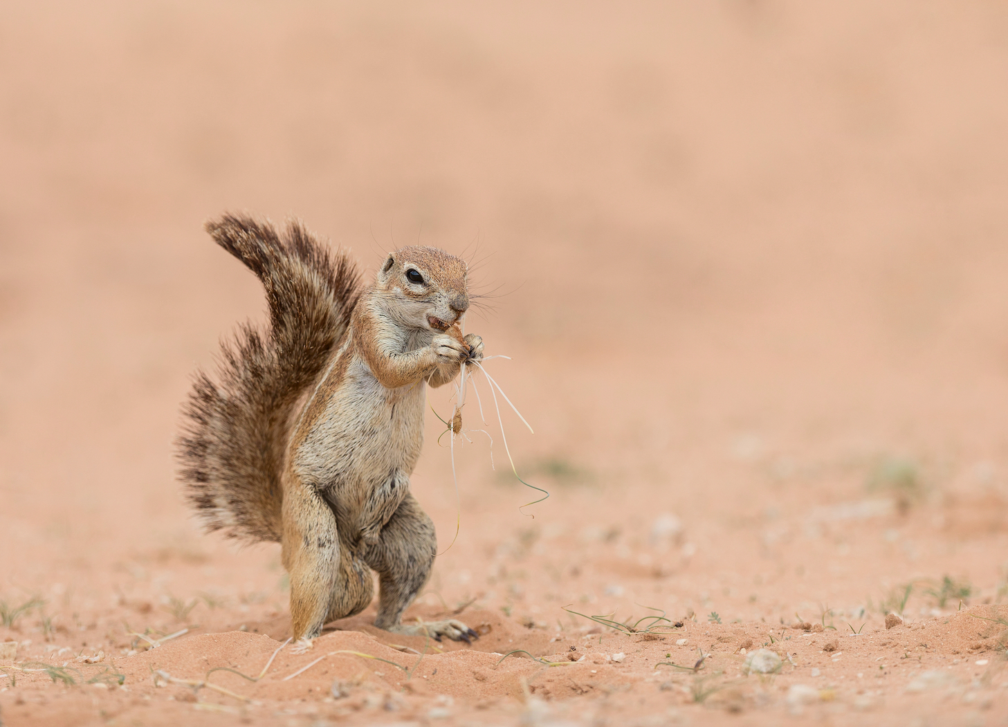 Kalahari Ground Squirell