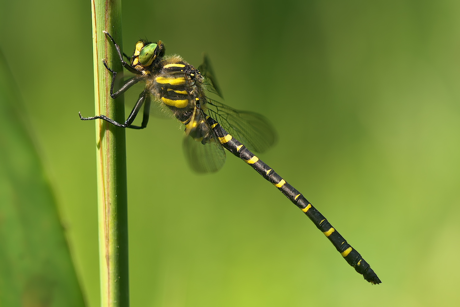 Zweigestreifte Quelljungfer ♂