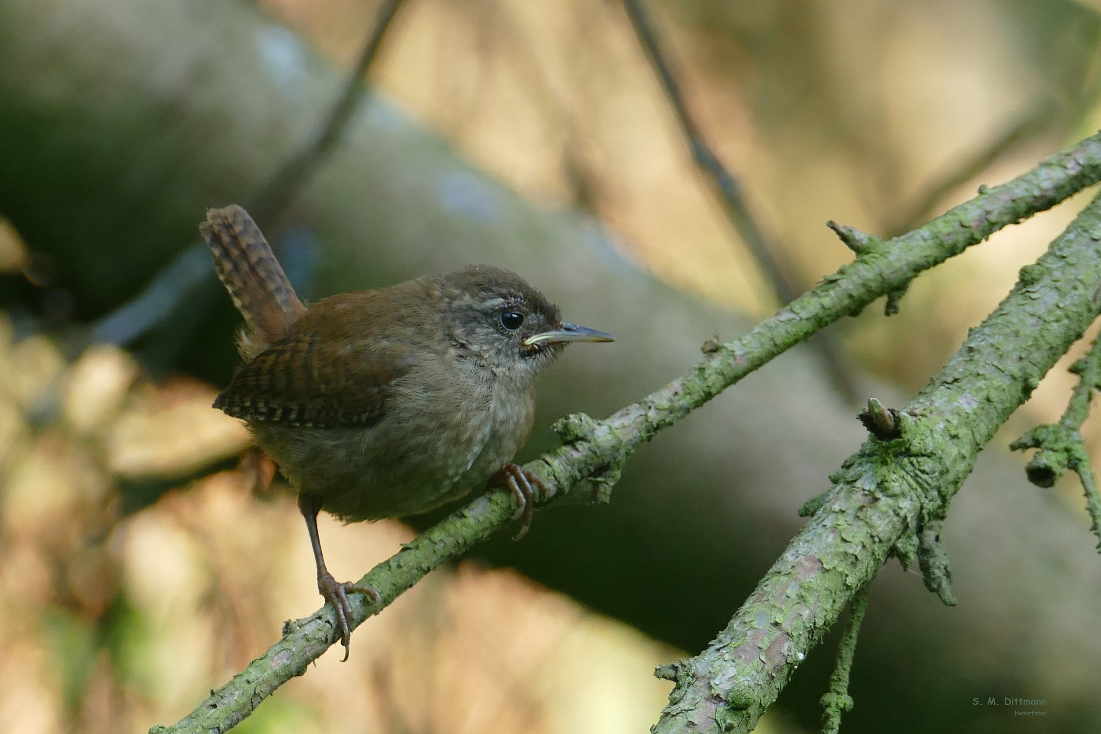 Der drittkleinste Vogel Europas