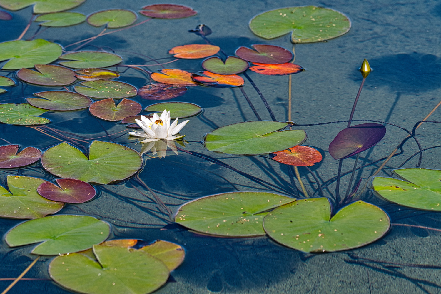 Seerose mit Besuch