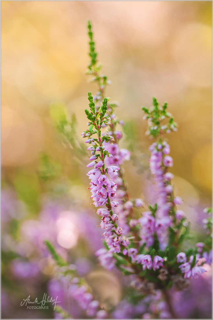 Besenheide (Calluna vulgaris)