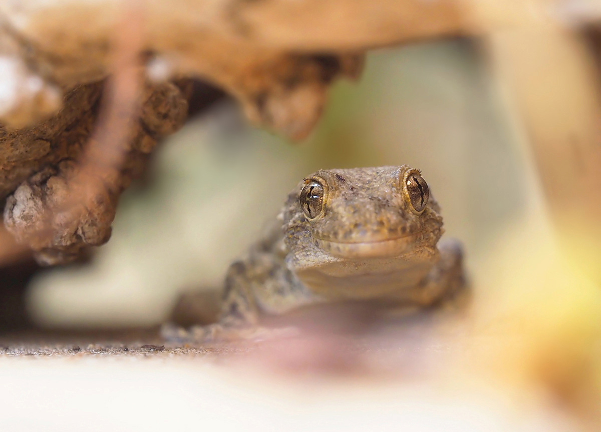 Gecko frontal 