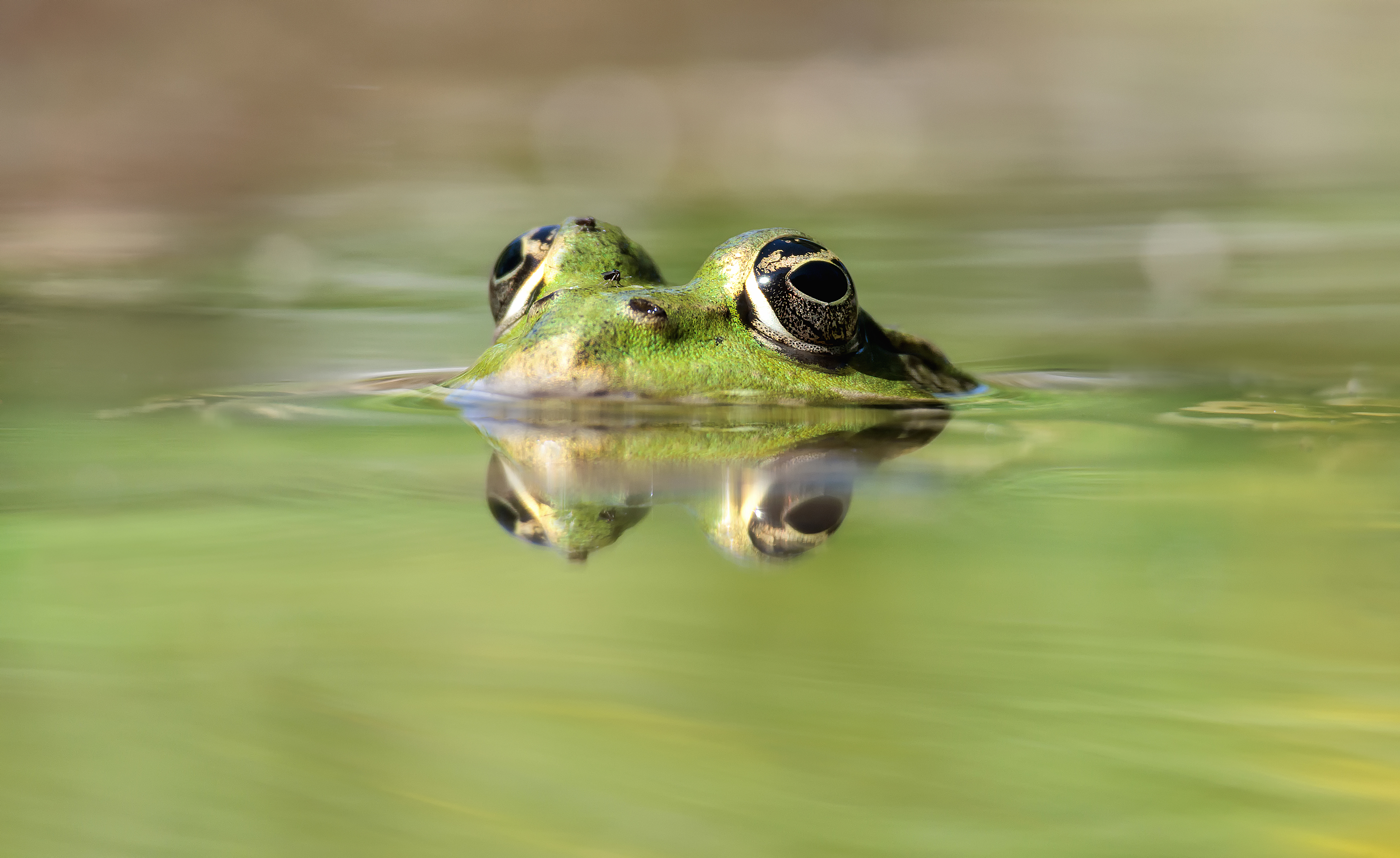 Grünfrosch....