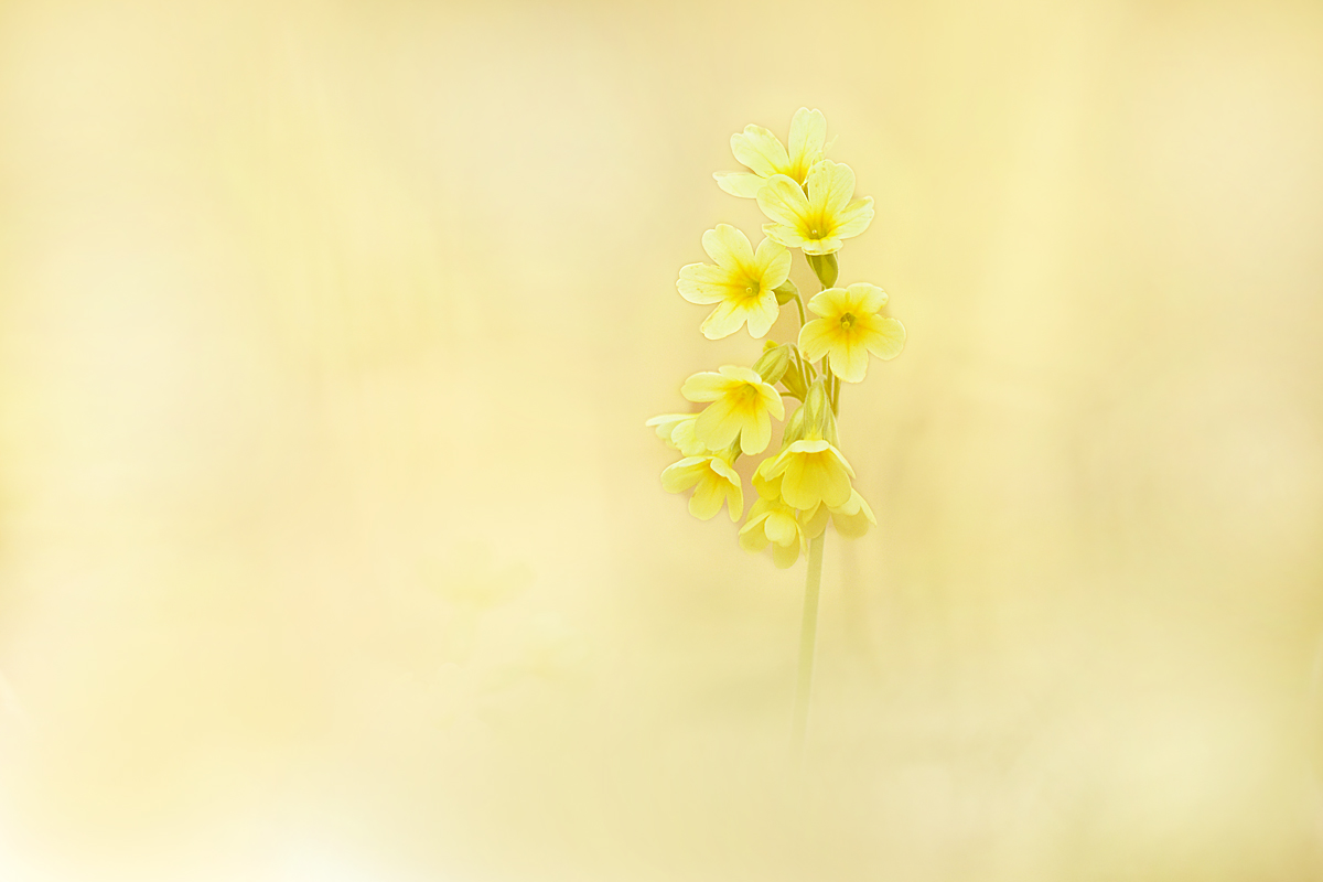 Primula