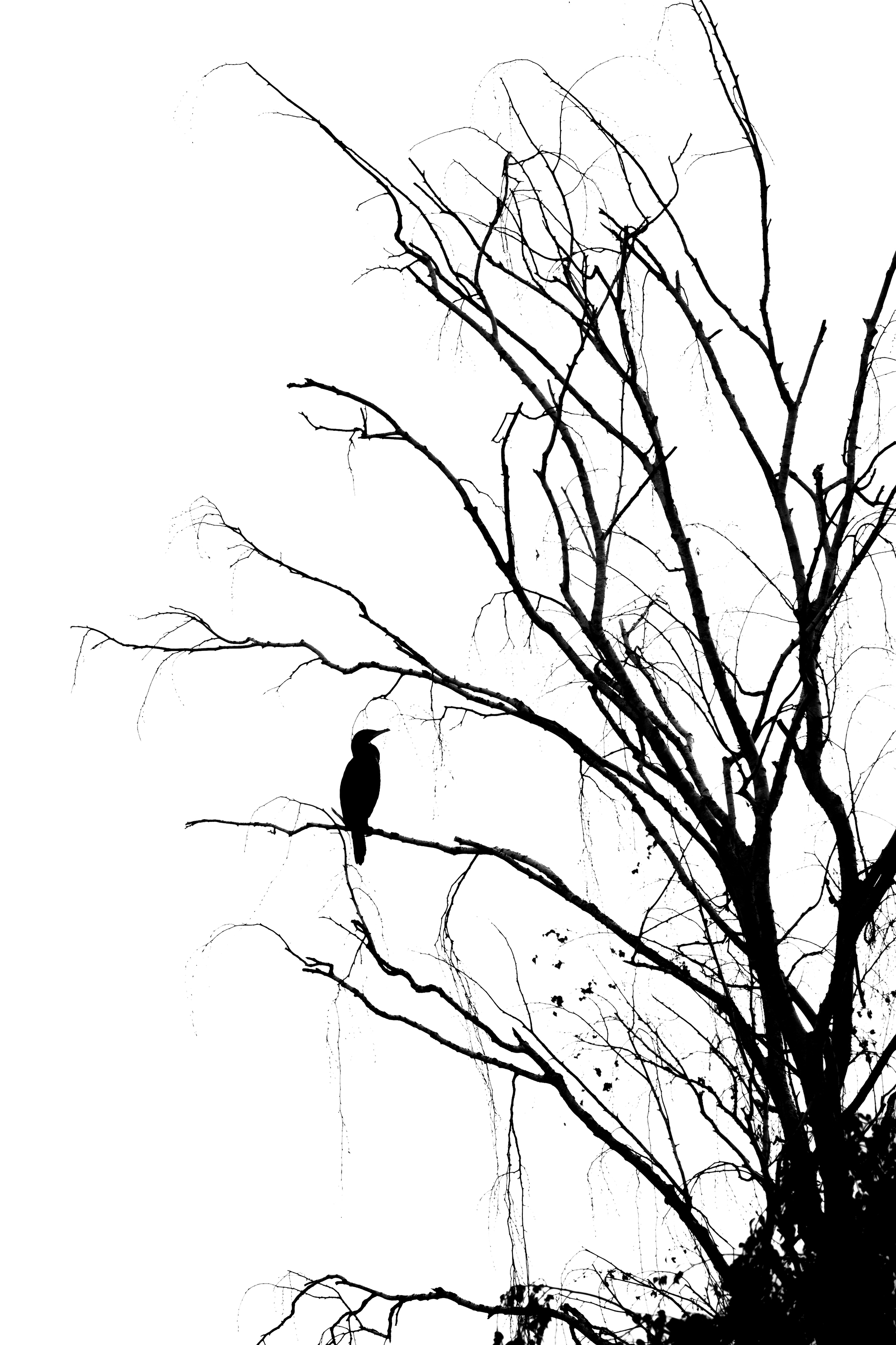 Kormoran im kahlen Baum