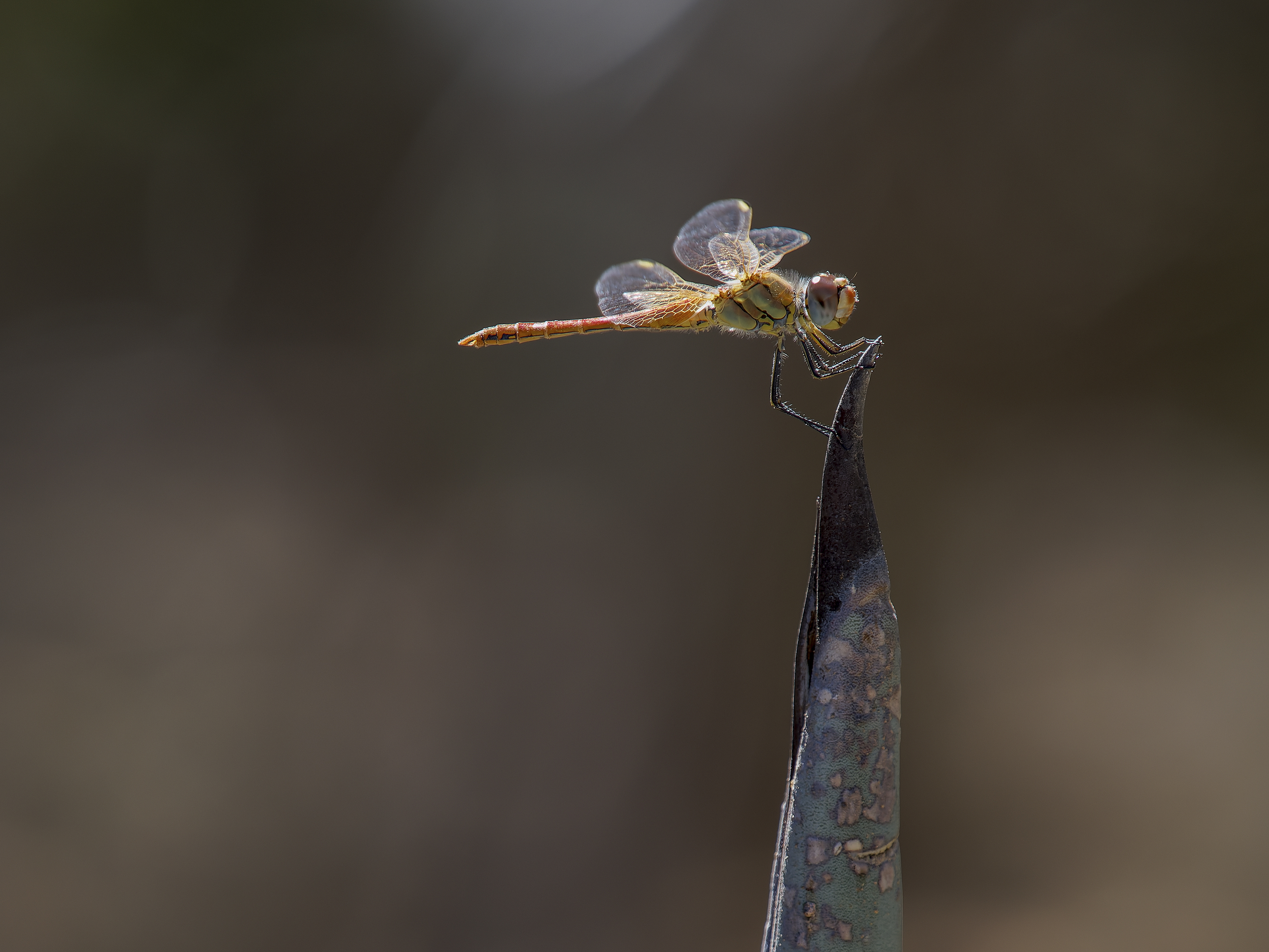 Frühe Heidelibelle auf Agave