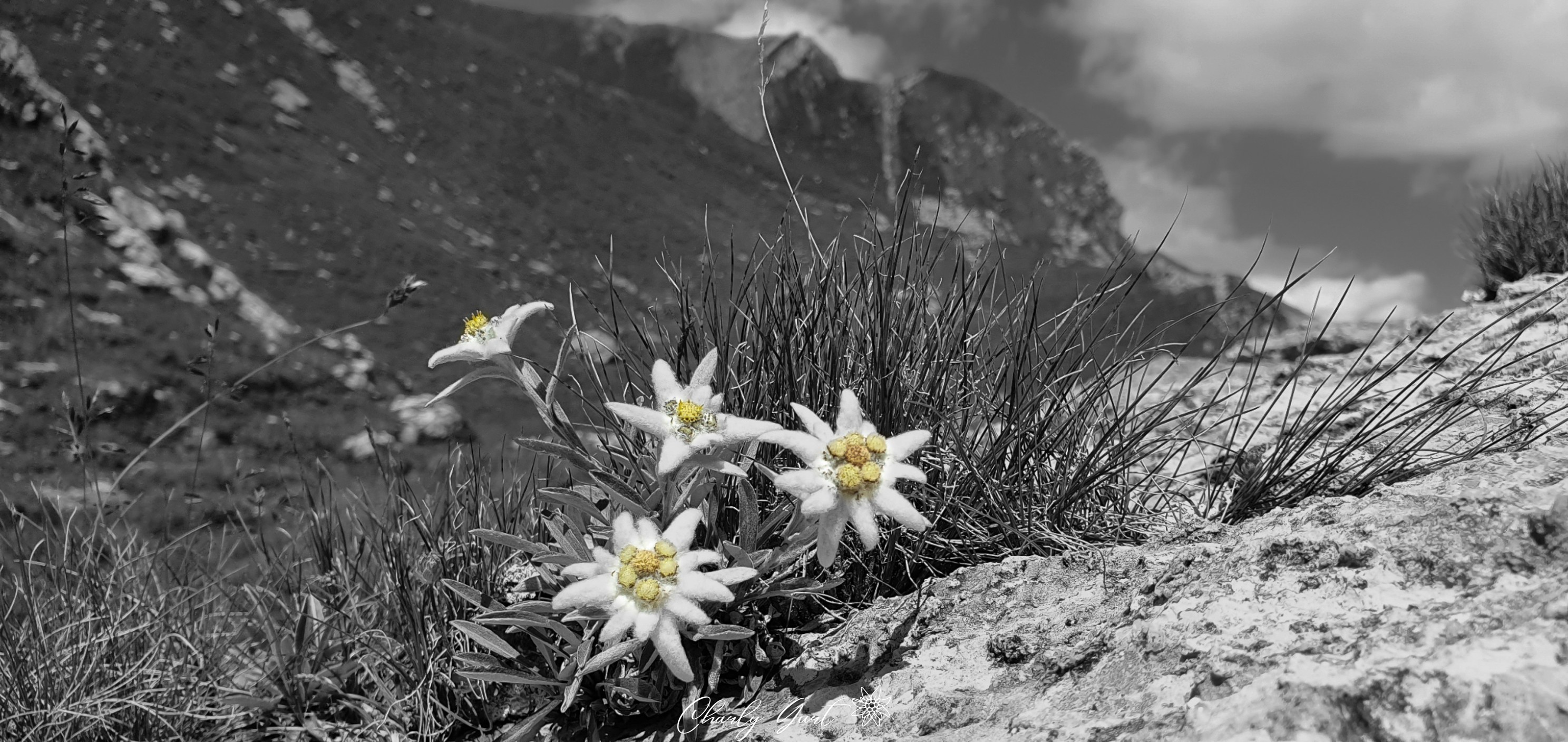 Edelweiss