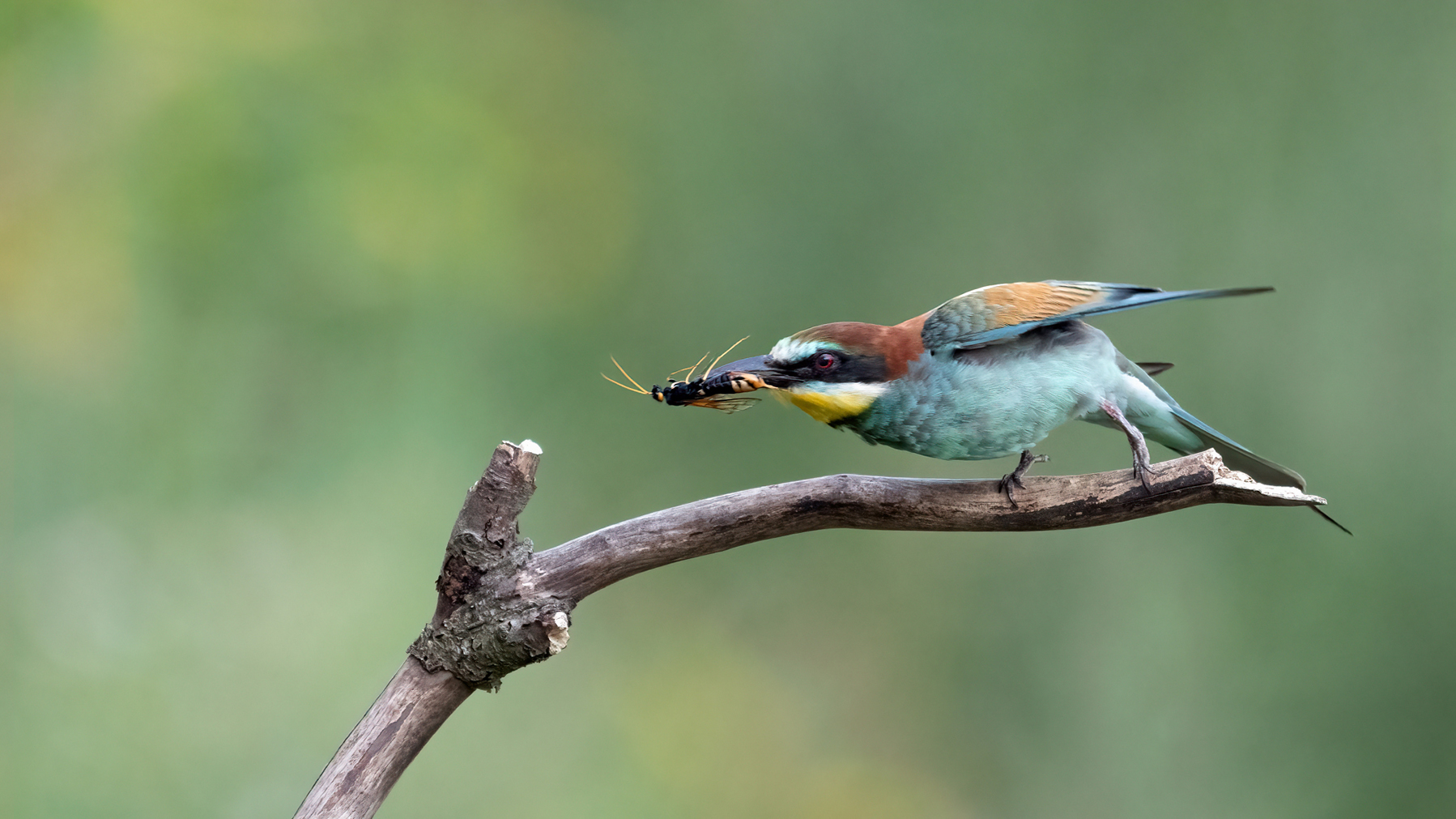 Abflug mit Beute