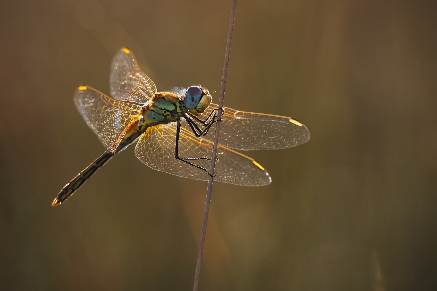 Frühe Heidelibelle ♀