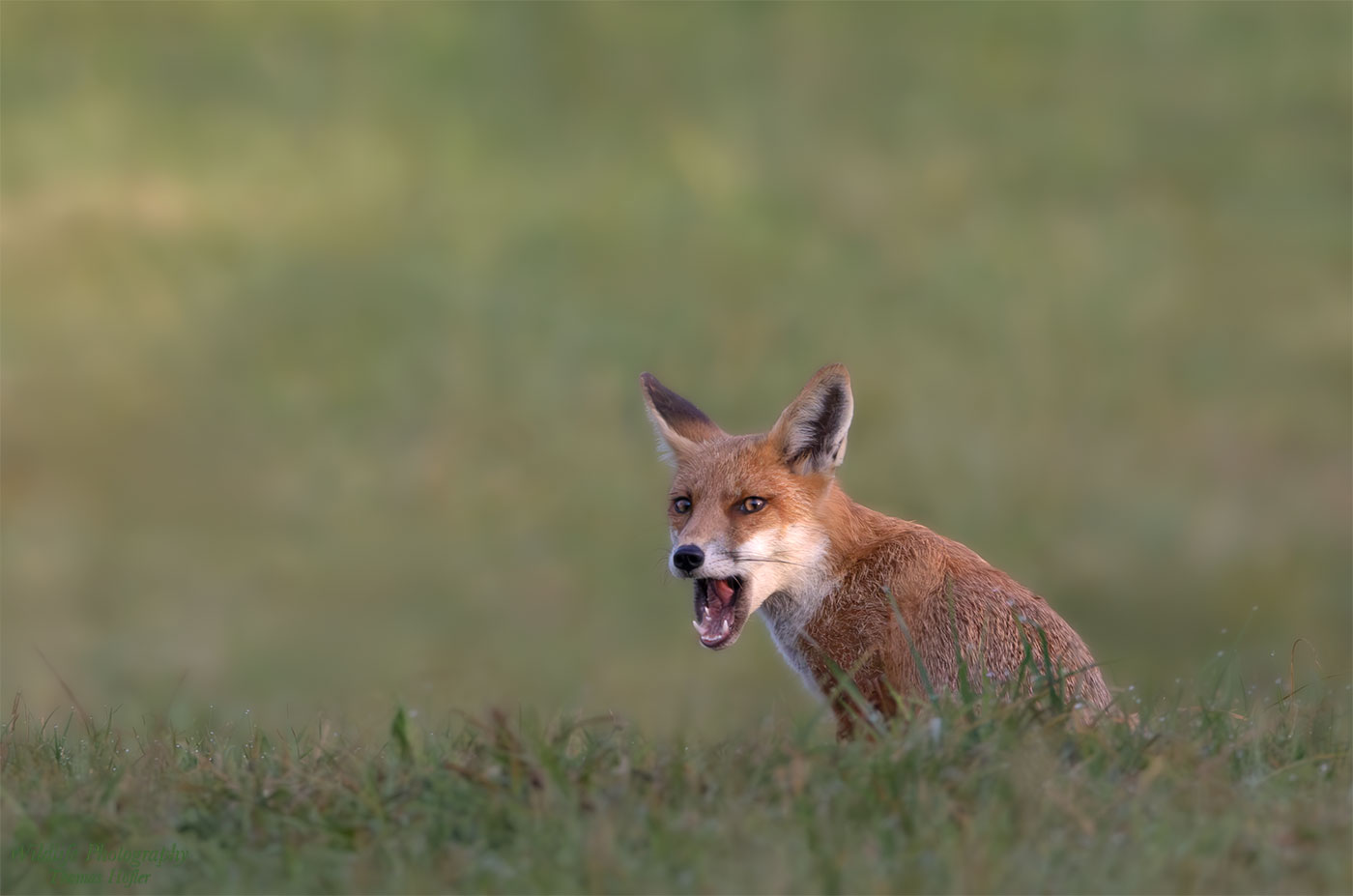 Einsamer Fuchs