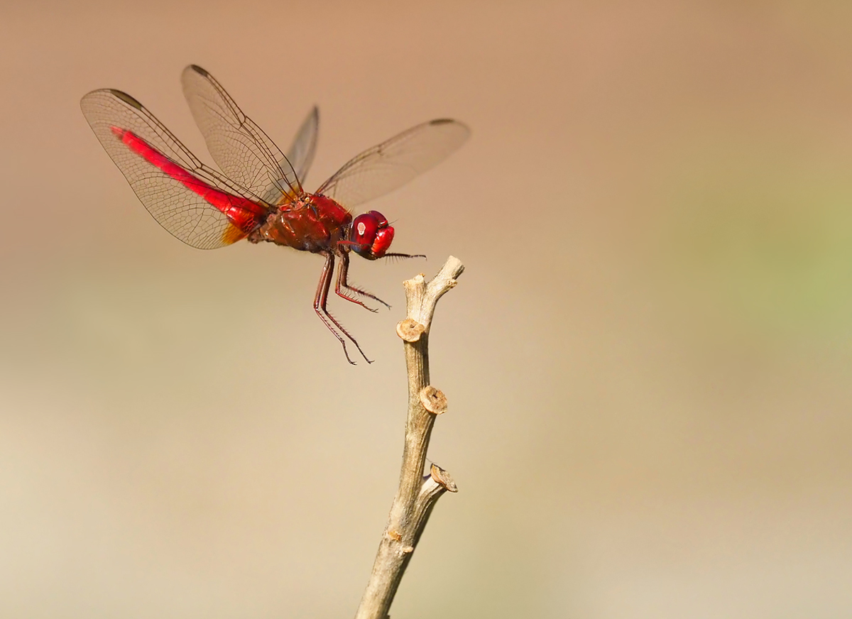 Der Anflug der Feuerlibelle