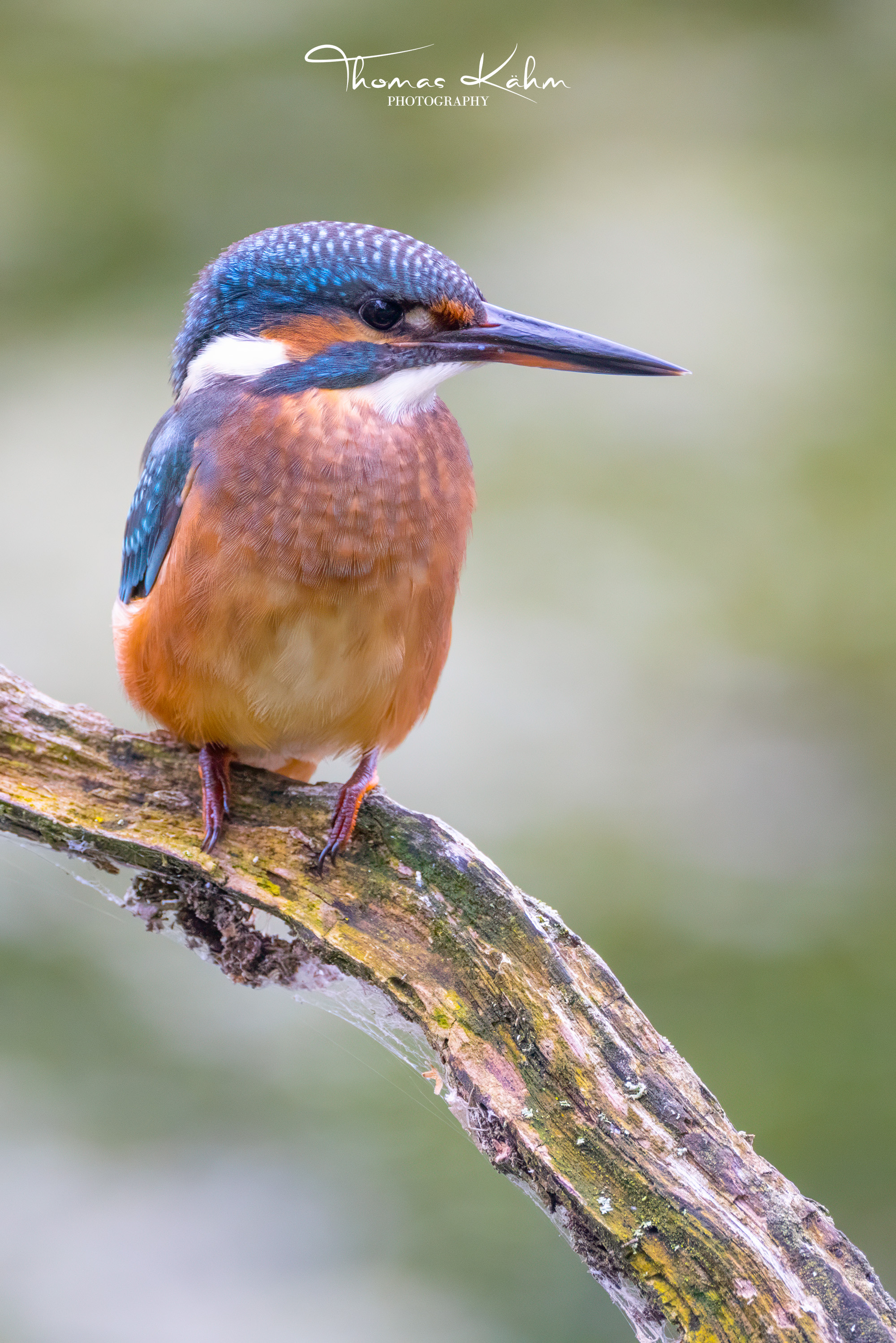 juveniler Eisvogel