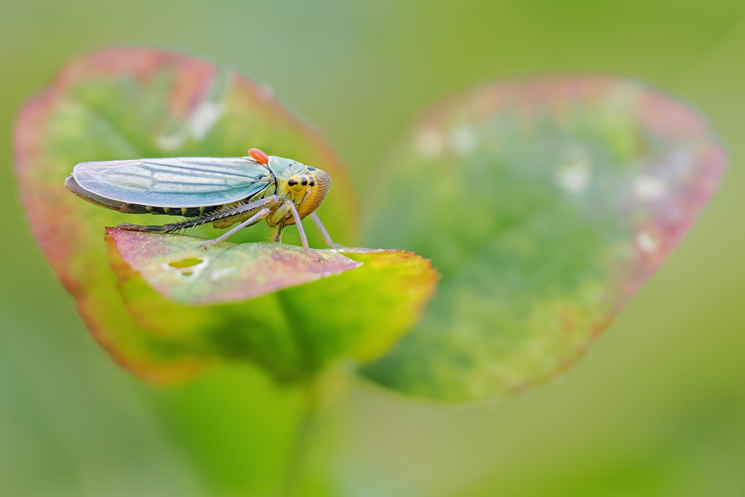 Cicadella viridis