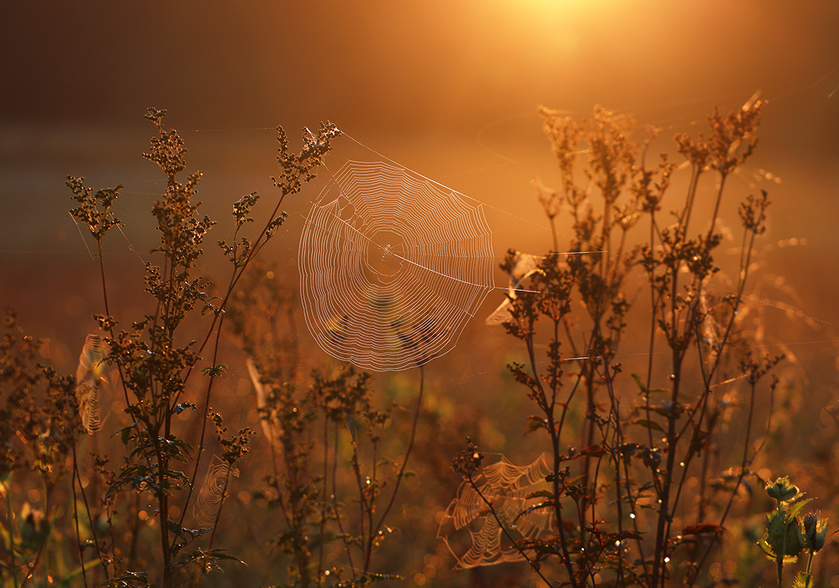 im goldenen Licht