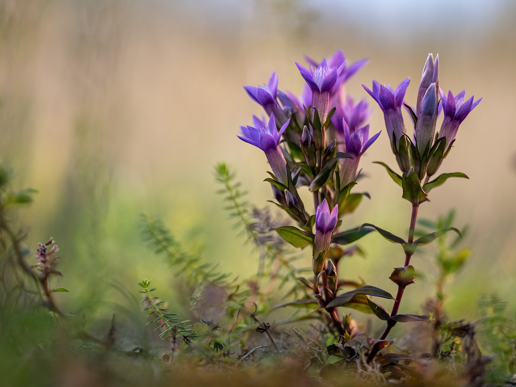 Gentianella germanica