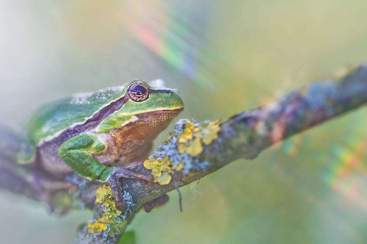 Europäischer Laubfrosch...