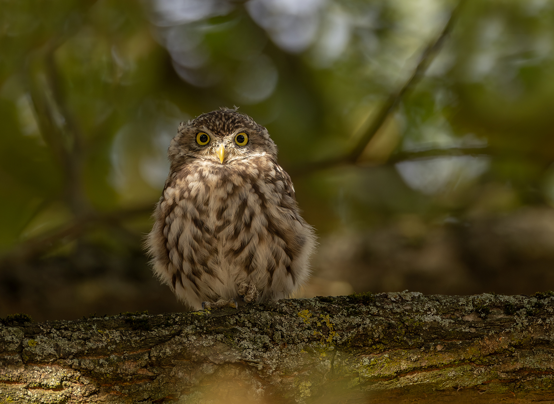 Kleine Eule bei Dämmerung