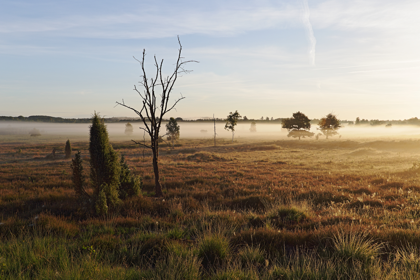 Morgennebel in der Wacholderheide