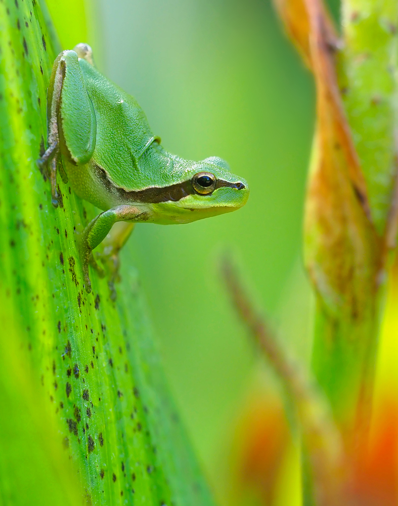 Junger Laubfrosch 