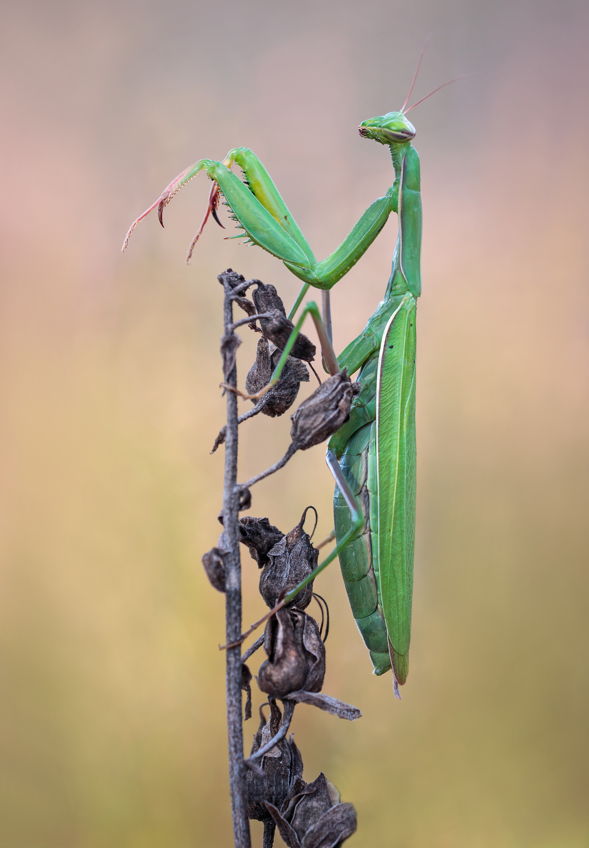 Mantis religiosa