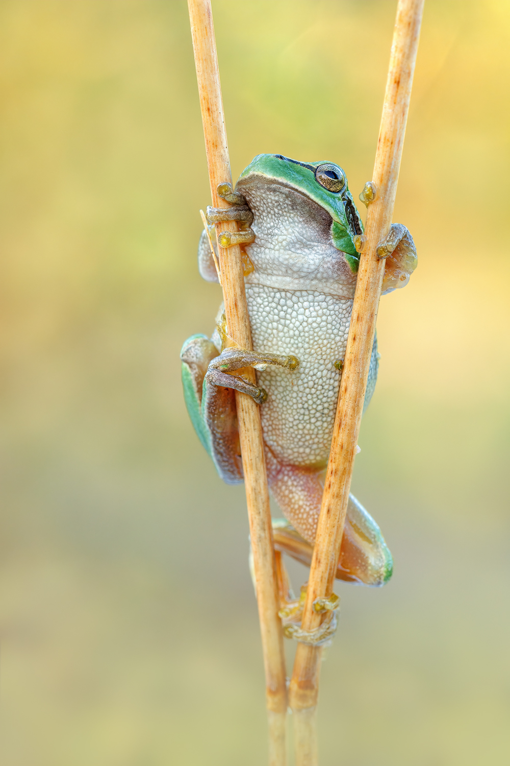 Der kleine grüne Laubfrosch...