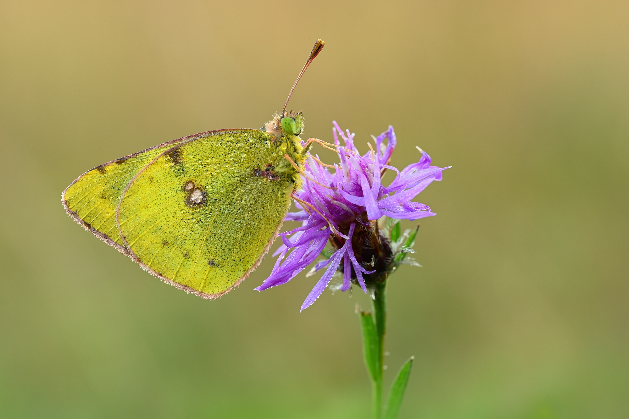 Wiesenklee Gelbling