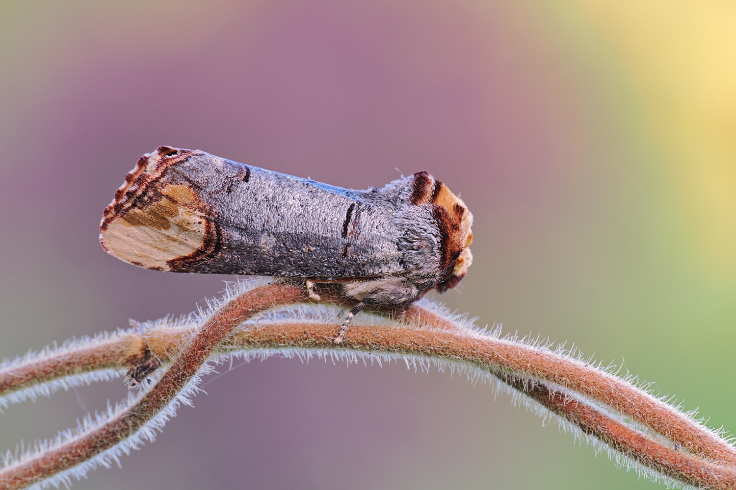 Phalera bucephala