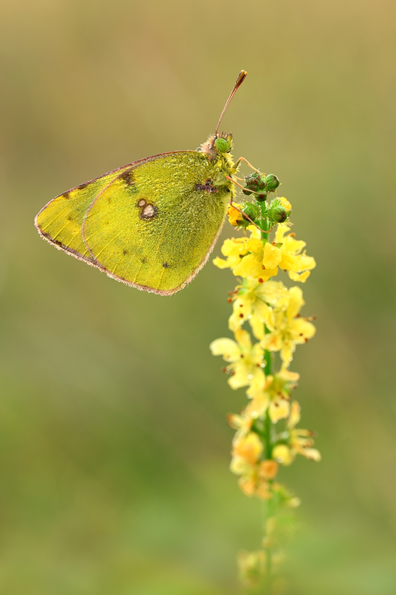 Wiesenklee Gelbling