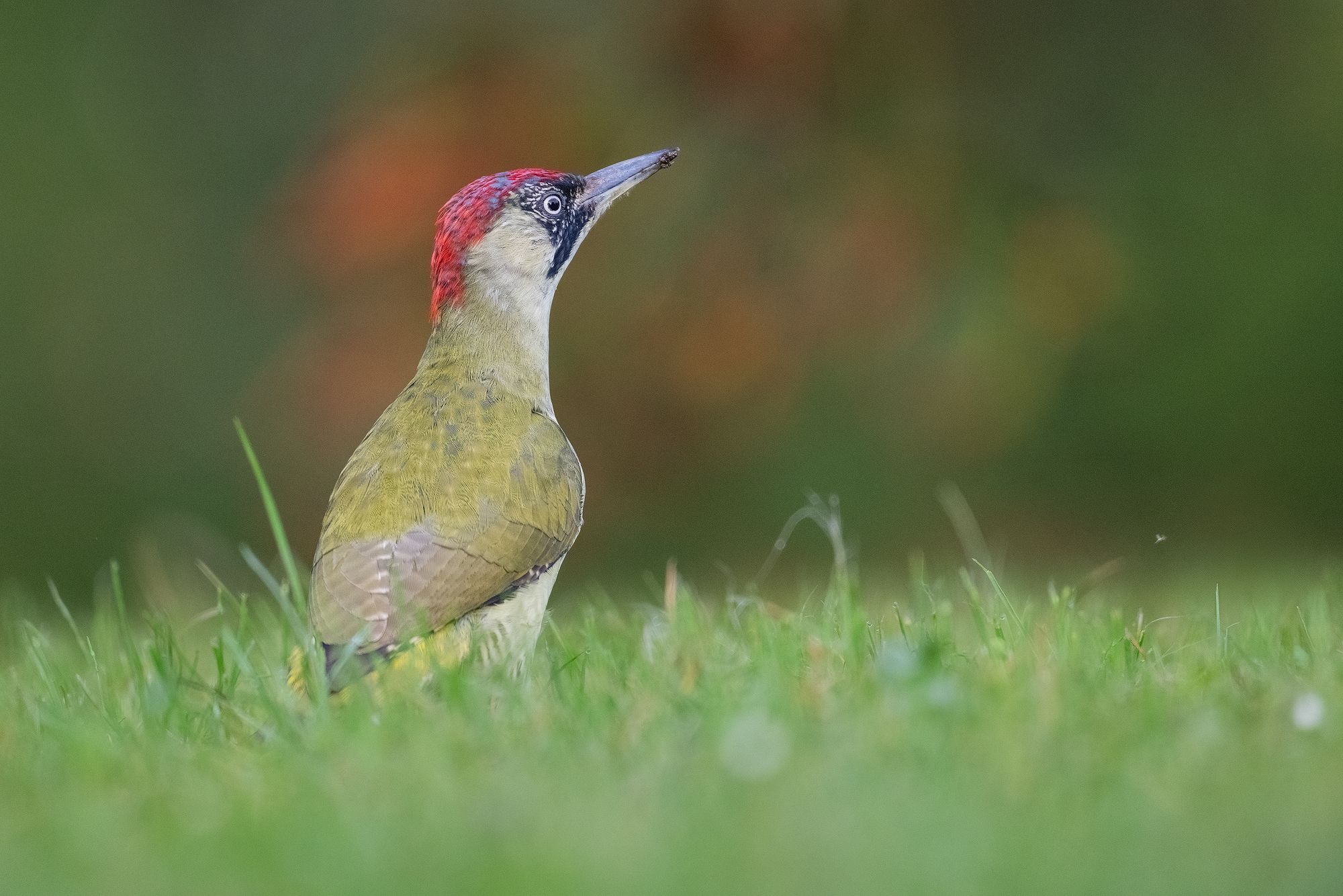 Grünspecht in leicht herbstlichen Umfeld