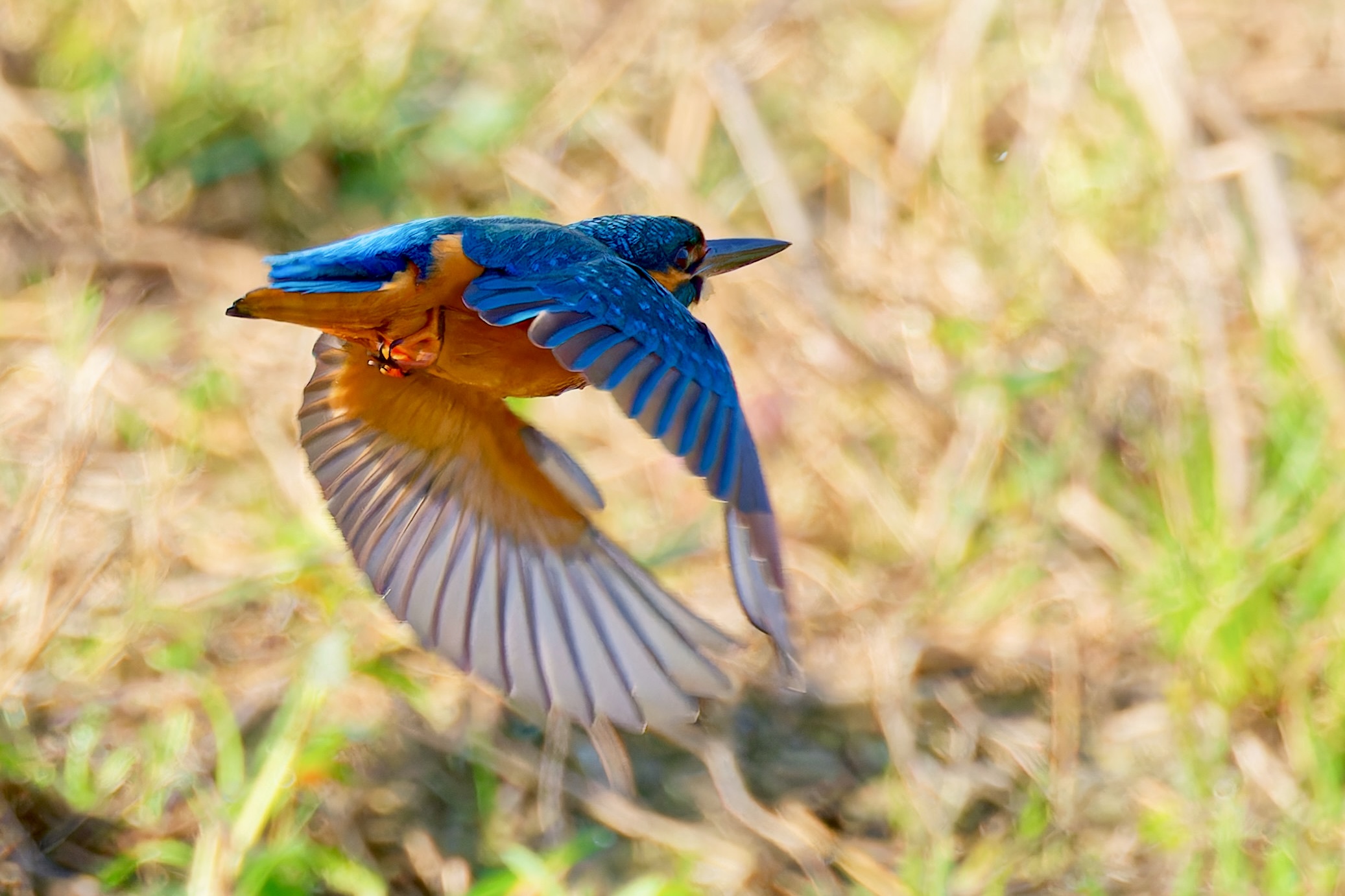 Was jagt ein Eisvogel auf einer Wiese ?