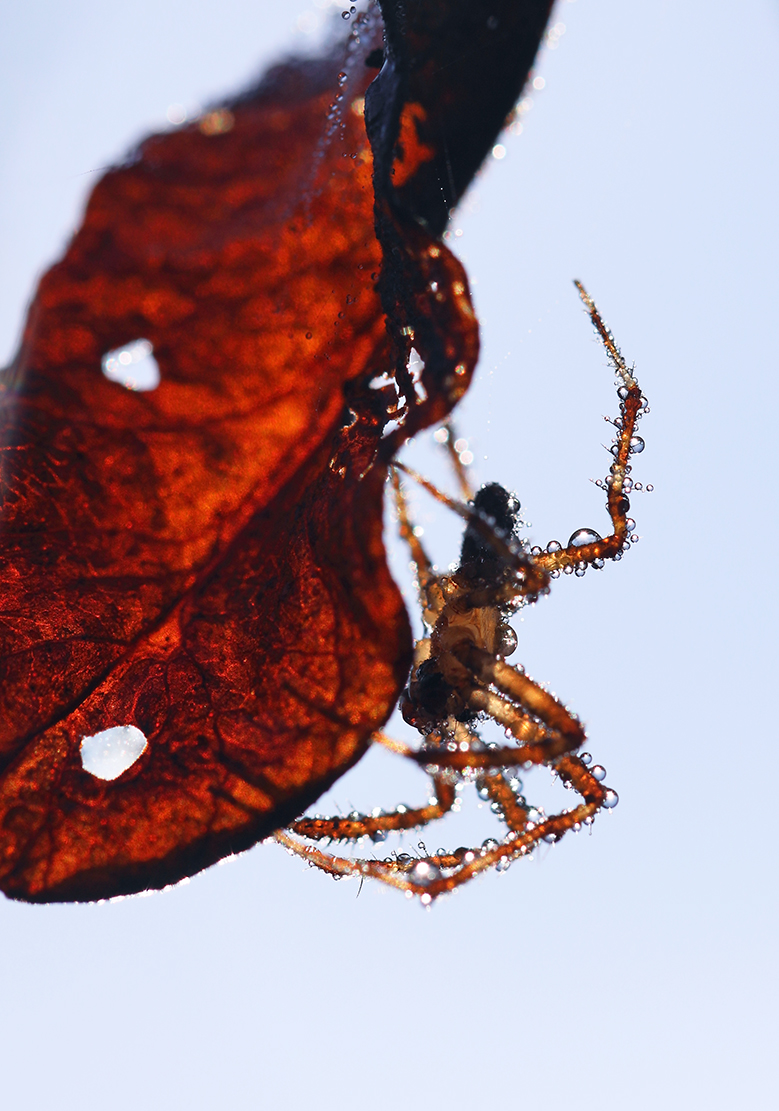 Spinne im Herbst