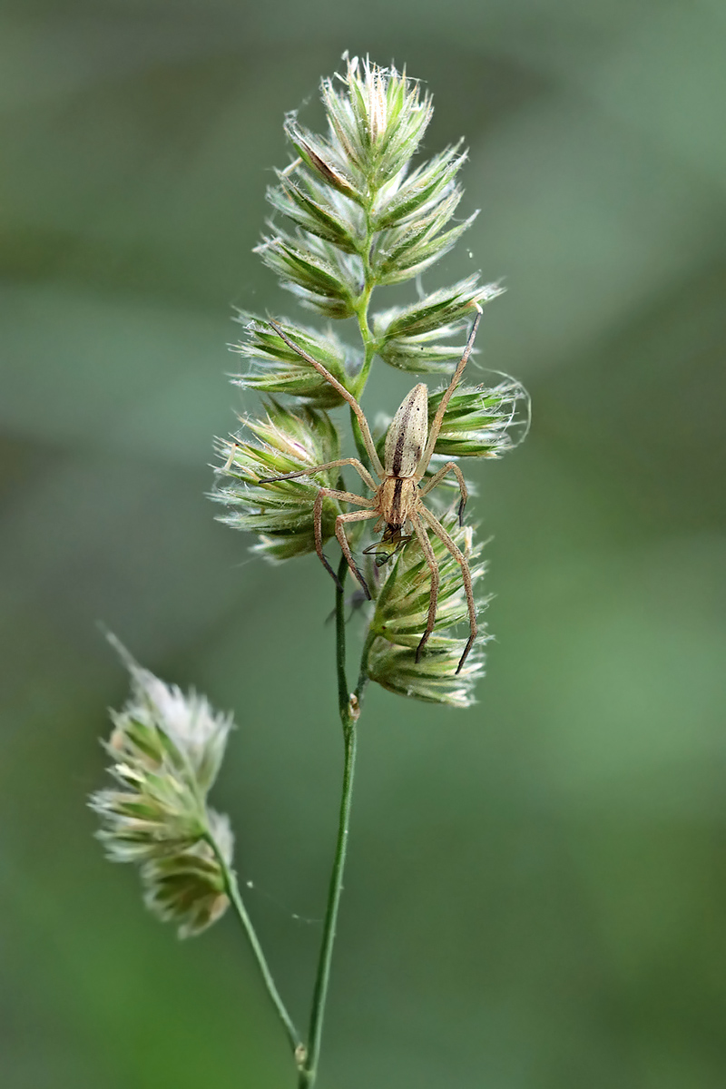 Gras mit Deko