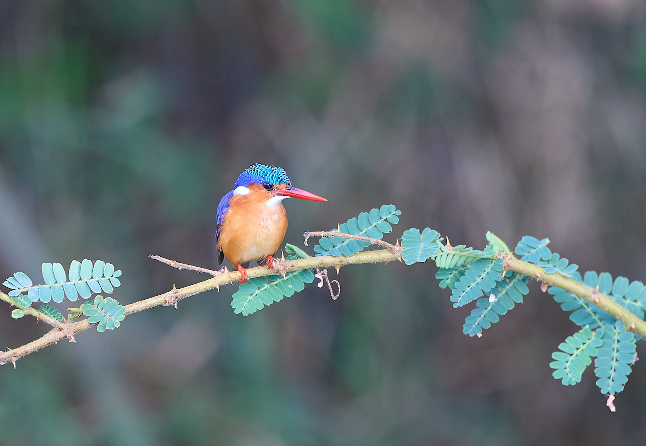 Malachite Kingfisher