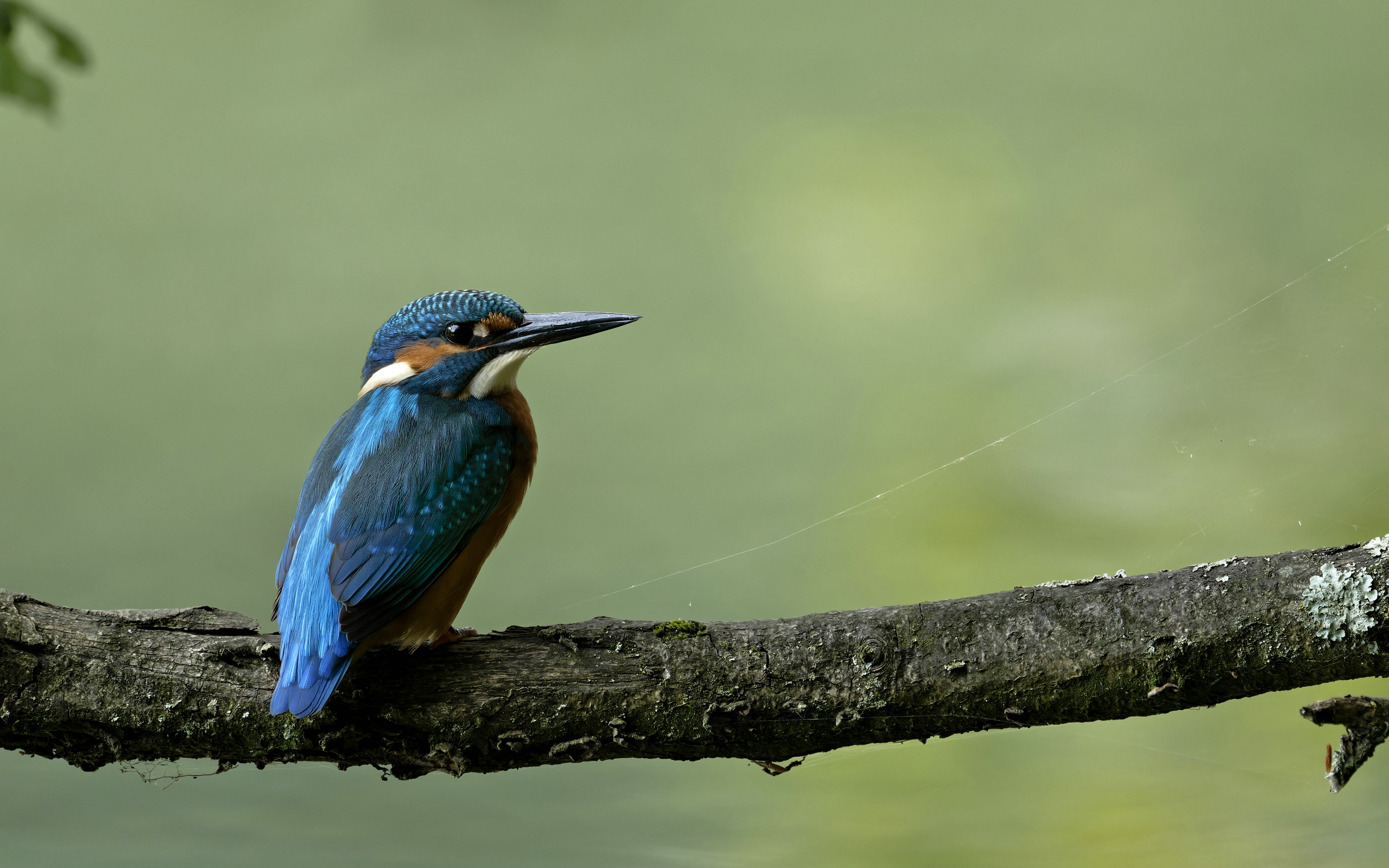 Eisvogel what else 2.0