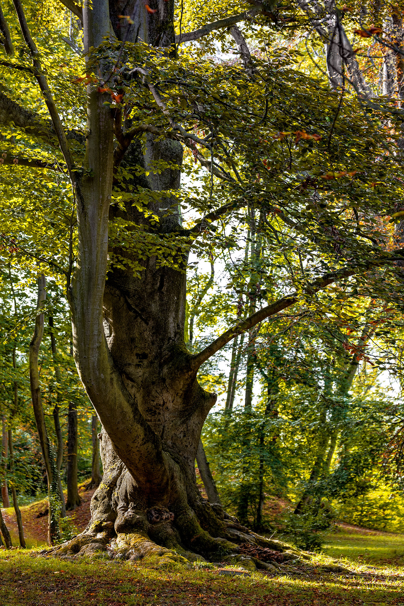 Mein Freund der Baum