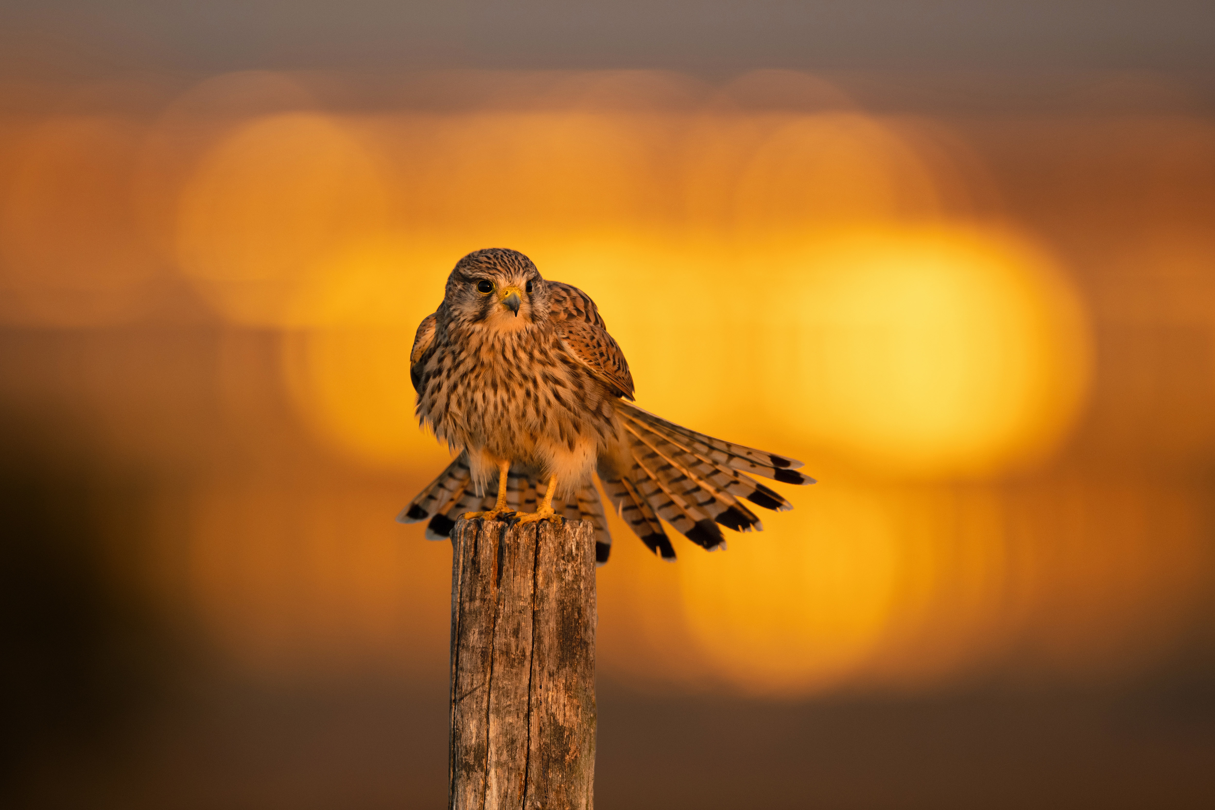 Turmfalke in der aufgehenden Sonne