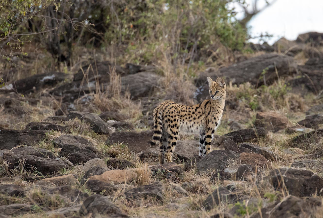 Serval