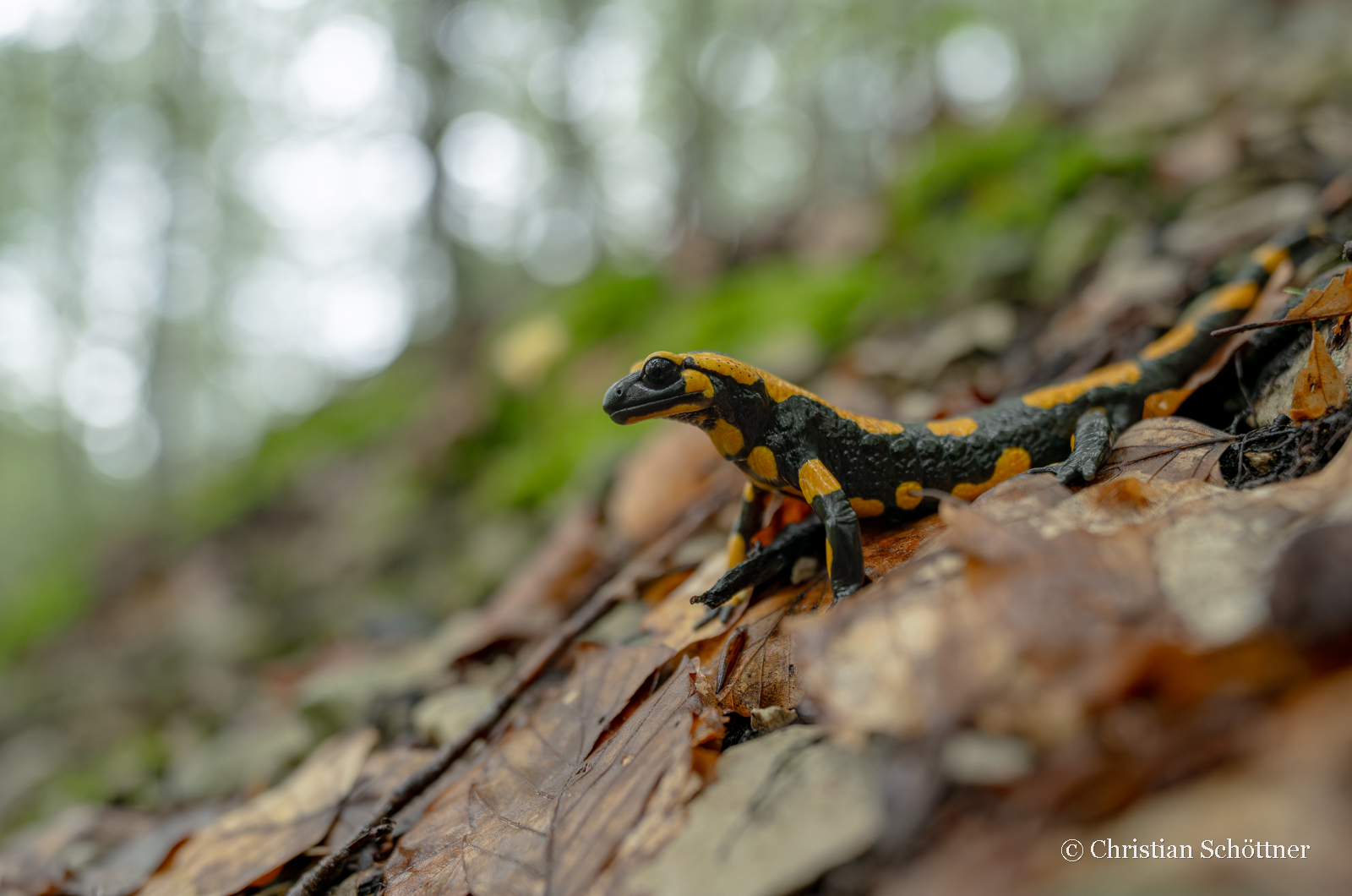 Lurchi im Wald