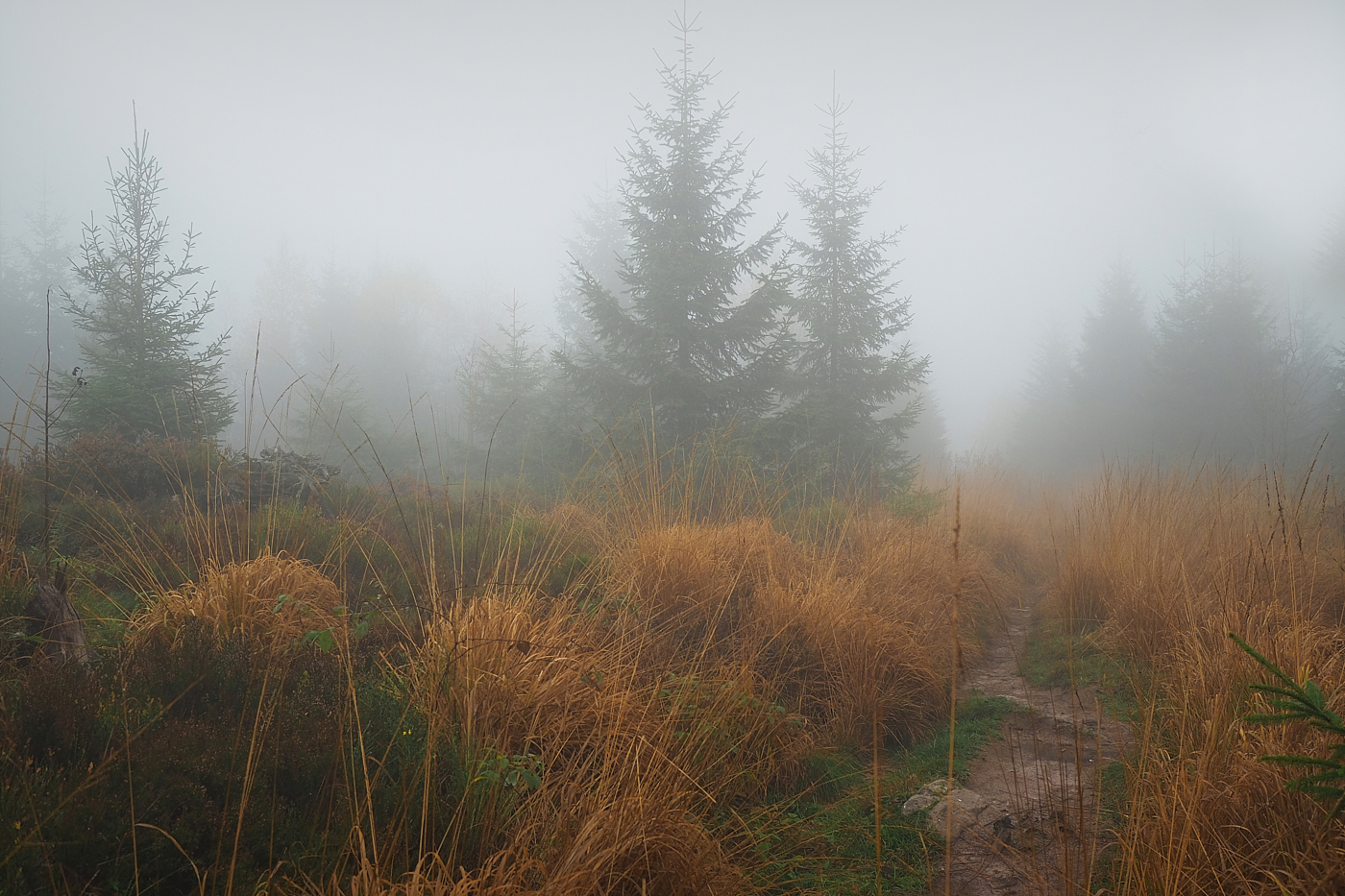 Seltsam im Nebel zu wandern