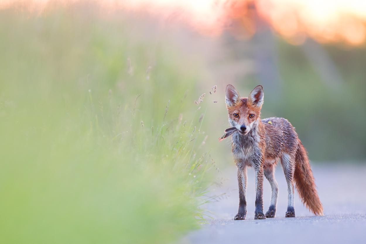 Fuchs zum Sonnenaufgang