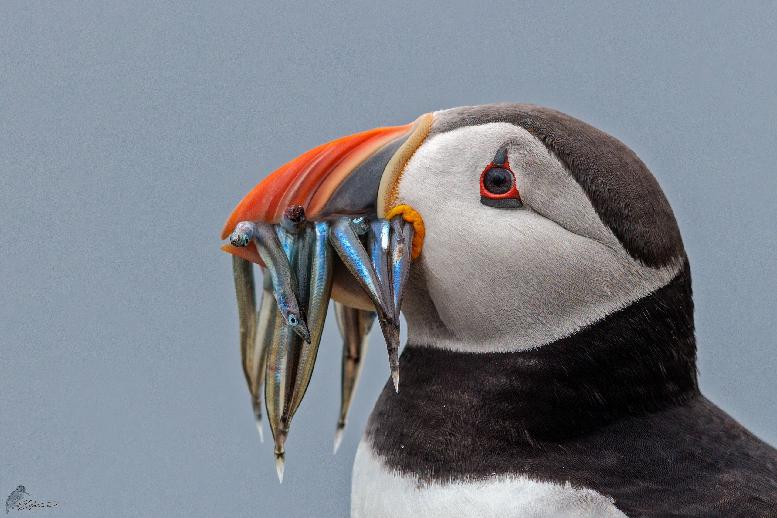 Puffin Portrait