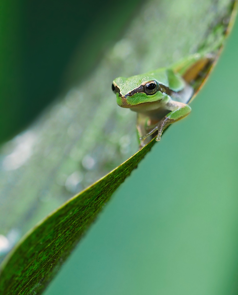 Junger Laubfrosch