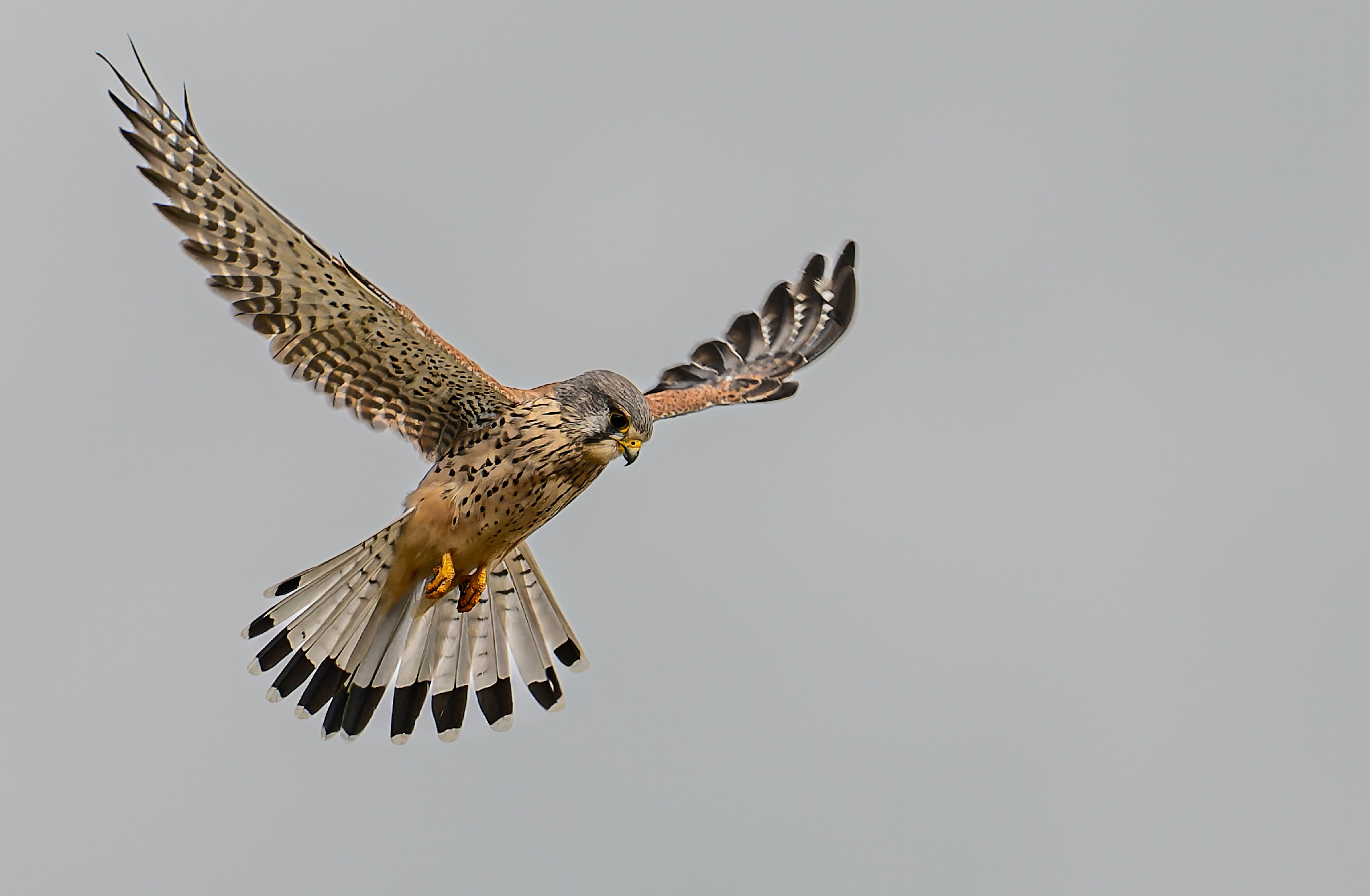 Rüttelflug des Turmfalken