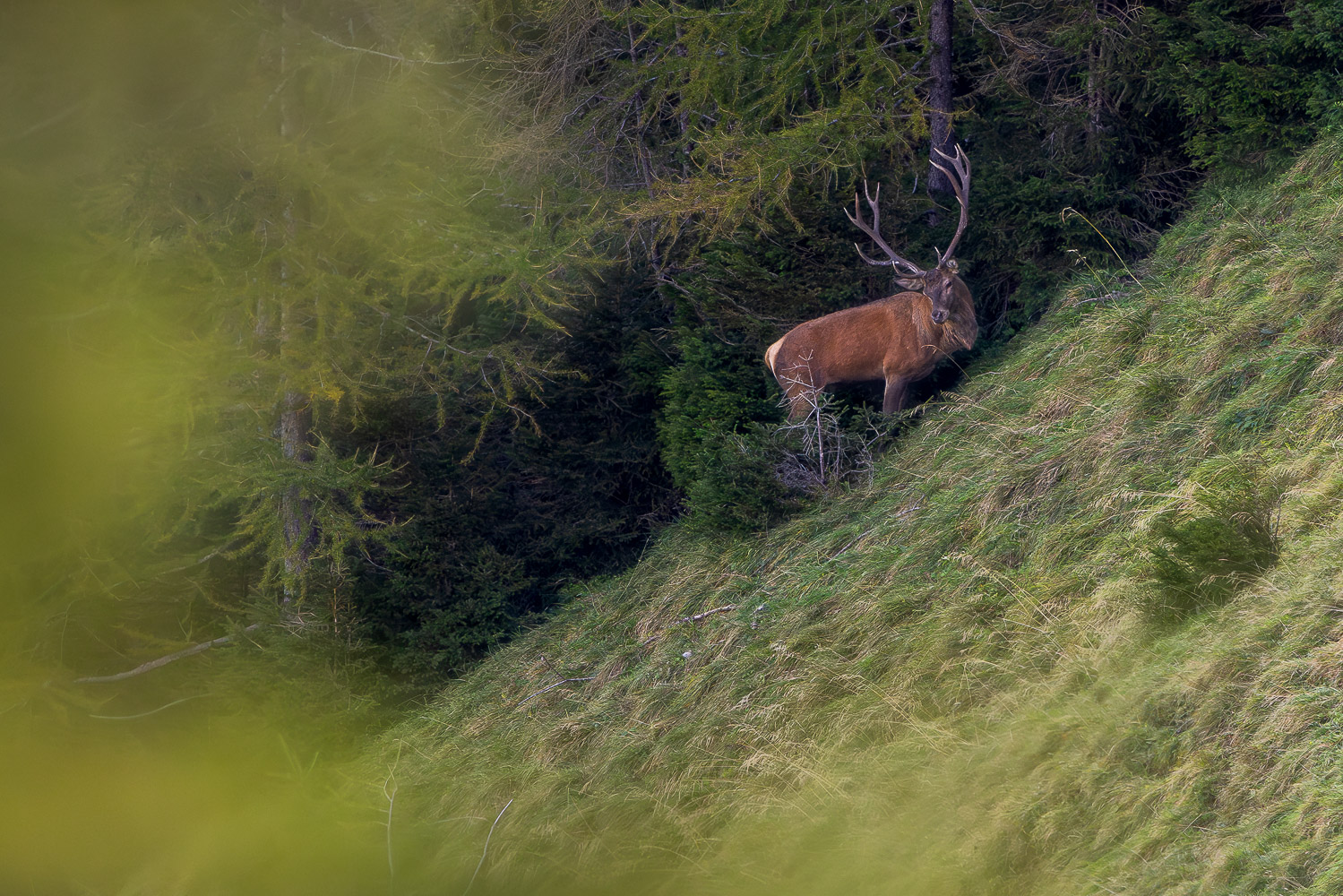 Hirschbrunft im Gebirge