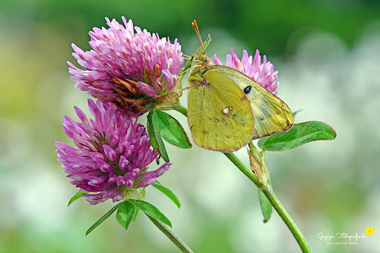 Goldene Acht (Colias Hyale)