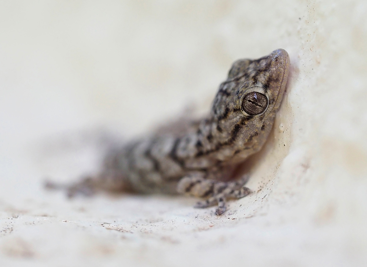 Grauer Babygecko an Mauervorsprung