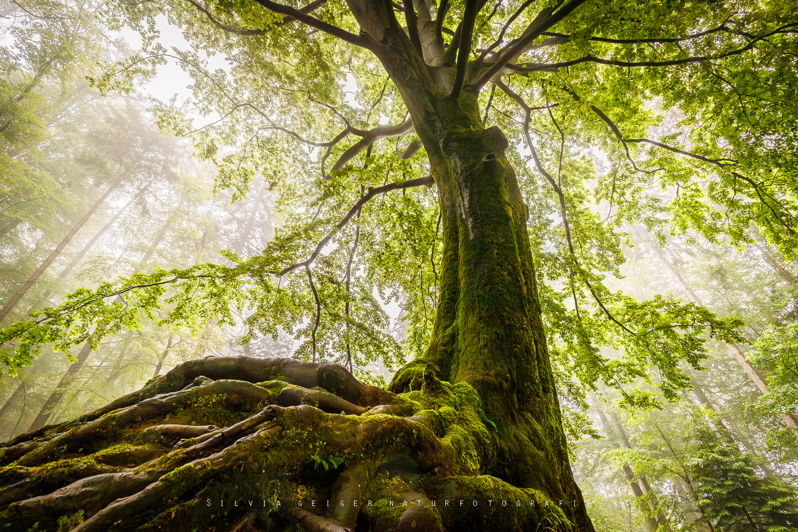 Sommer im Wald ...